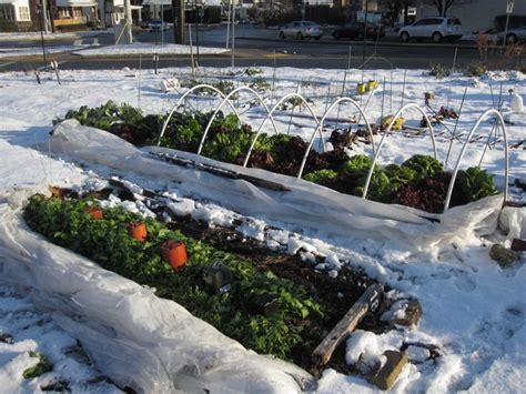 Winter gardening. Things To Know About Winter gardening. 